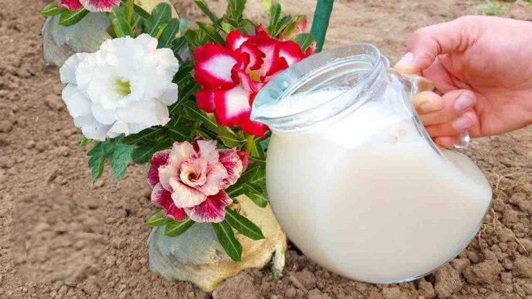 Duplica el rendimiento de tus flores con este fertilizante natural — solo necesitas un ingrediente