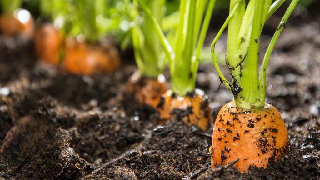Duplica tu cosecha de zanahorias con este truco genial: siempre lo lograrás