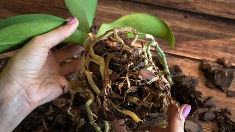 Orquídea podrida: el método del jardinero para que se recupere rápidamente y sin esfuerzo