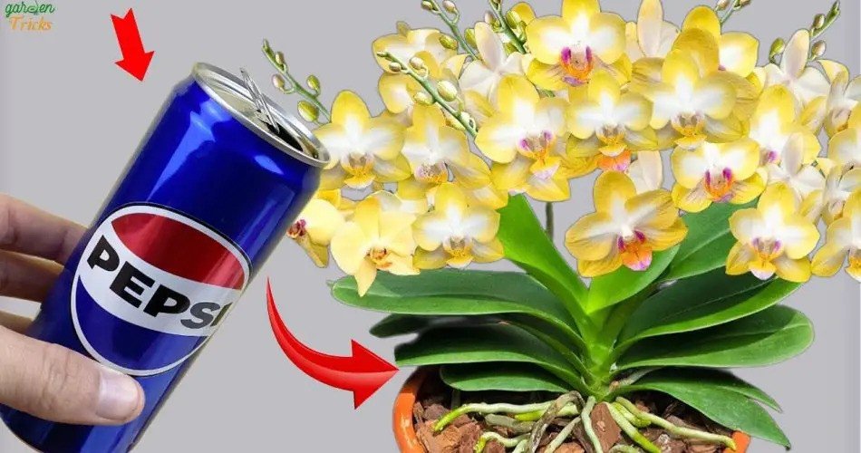 ¡Transforme sus orquídeas con este asombroso truco de riego!