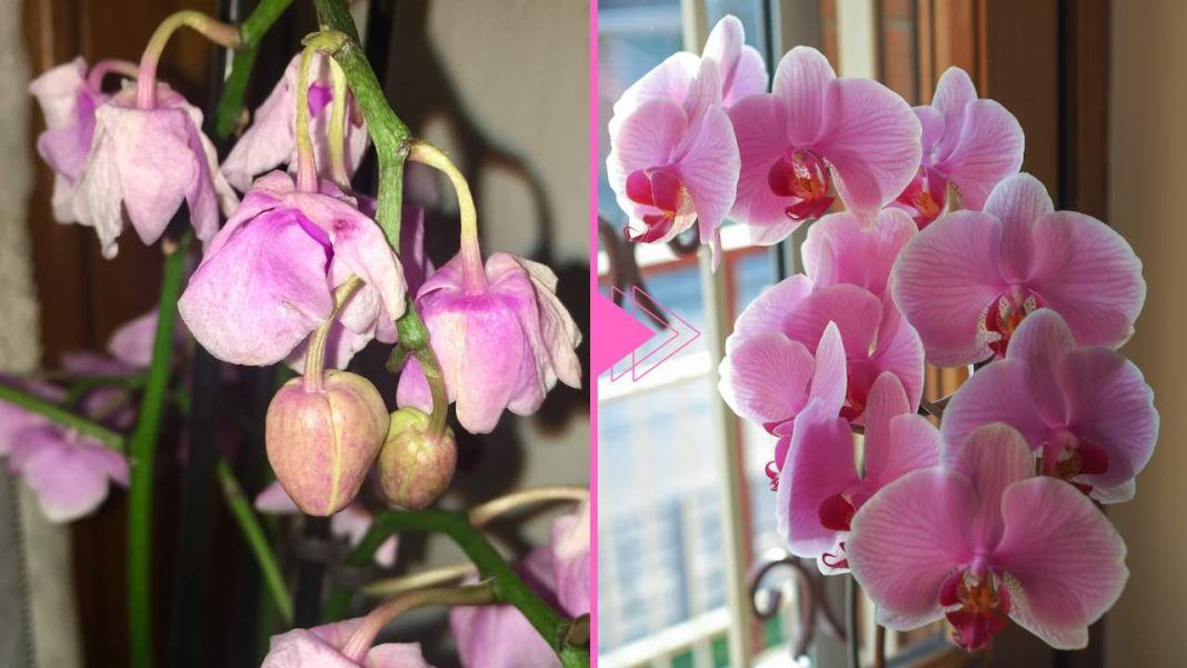 Orquídea marchita, aún hay esperanza: con este ingrediente vuelve a la vida