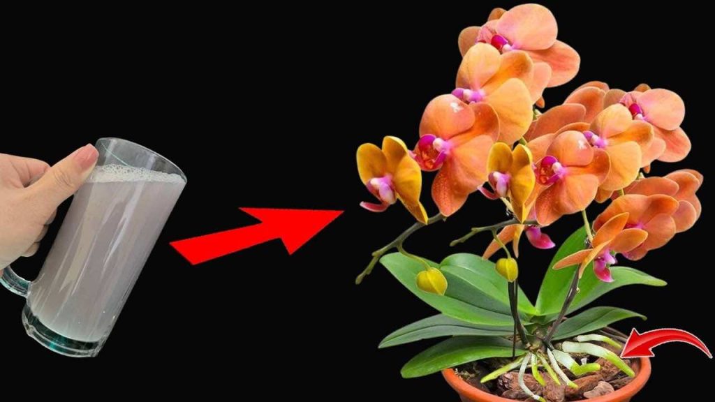 Úsala regularmente en las plantas, y tendrás flores y raíces fuertes — infinitamente exuberantes.