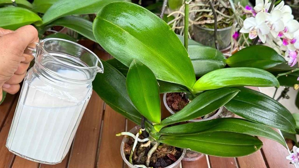 Use este fertilizante natural para hojas vibrantes y flores saludables durante todo el año.