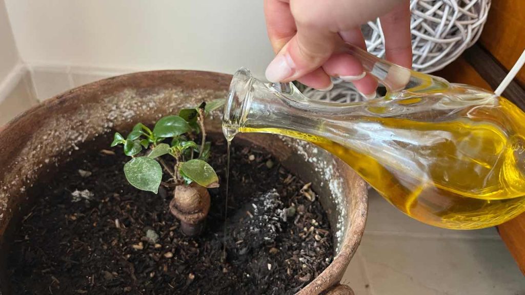 Muchos han empezado a verter aceite de oliva sobre las plantas: la razón inesperada.
