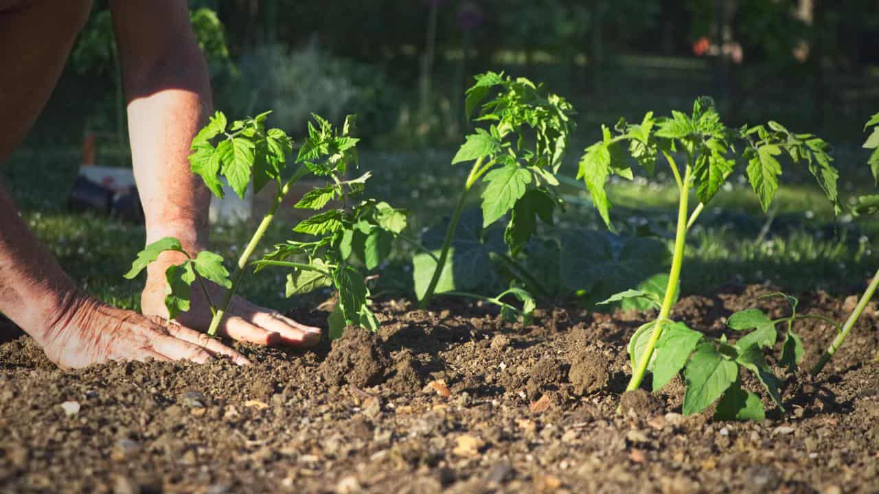 ¿Cuándo se plantan los tomates? Ten cuidado de no equivocarte de mes si quieres que estén jugosos.