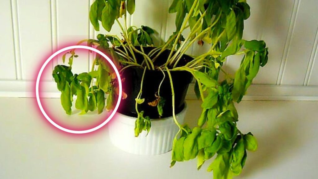 ¿Por qué la planta de albahaca del supermercado siempre se seca? La razón, revelada