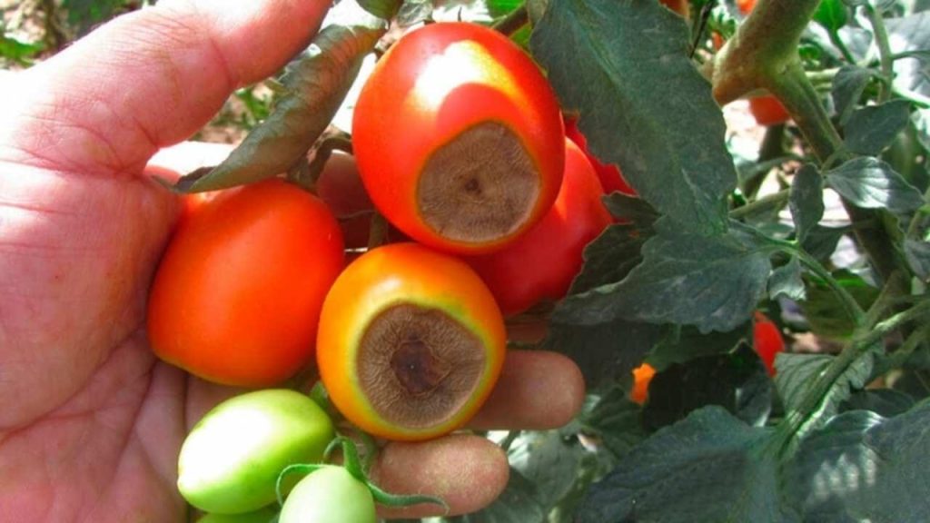 ¿Por qué se vuelven negras las puntas de los tomates? No es por falta de agua, sino por la causa.