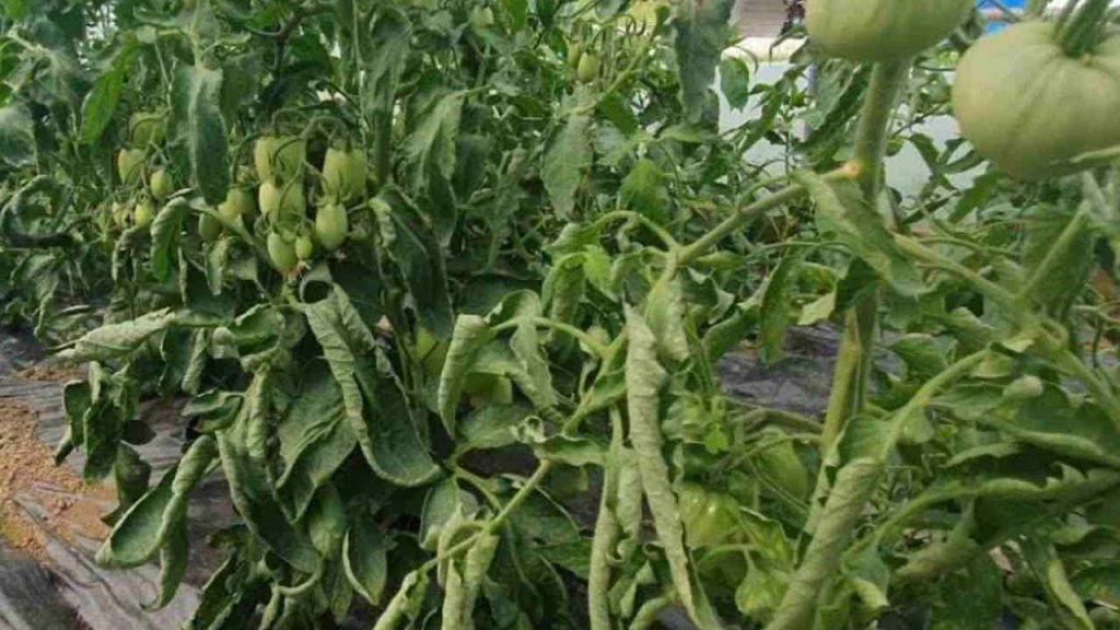 ¿Por qué las hojas de los tomates suelen torcerse? El error está exactamente en él.