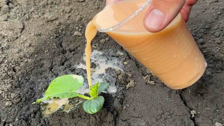 Pepinos de agua con este potente líquido: crecen en pocos días si usted lo hace.