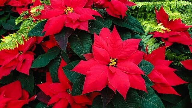 Estrella de Navidad: 3 consejos para que viva bien y durante mucho tiempo (sin que se muera)