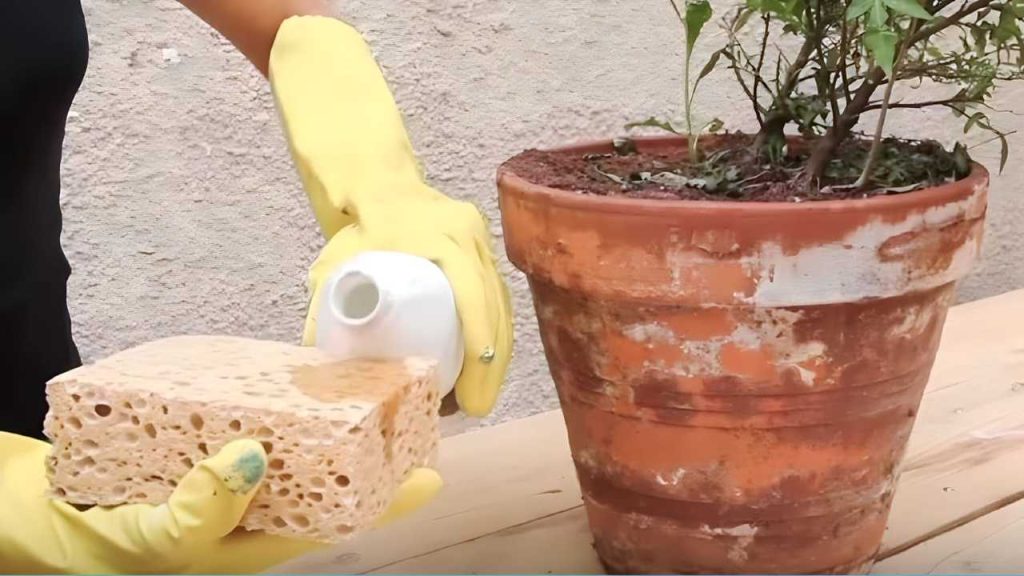 Rayas blancas en macetas de terracota, cómo hacer desaparecer las manchas: la solución