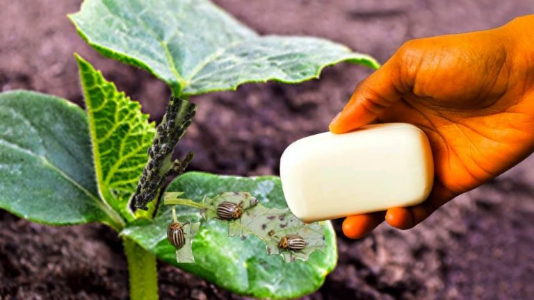 Si su objetivo es eliminar los pulgones de las plantas, este es el mejor insecticida.