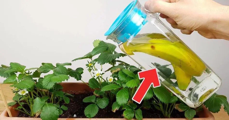Si riega sus plantas de interior con esto, estarán diez veces más frondosas que ahora.