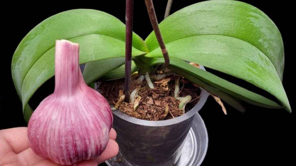 Si usted hace esto, la orquídea florecerá durante todo un año: incluso los jardineros la recomiendan.