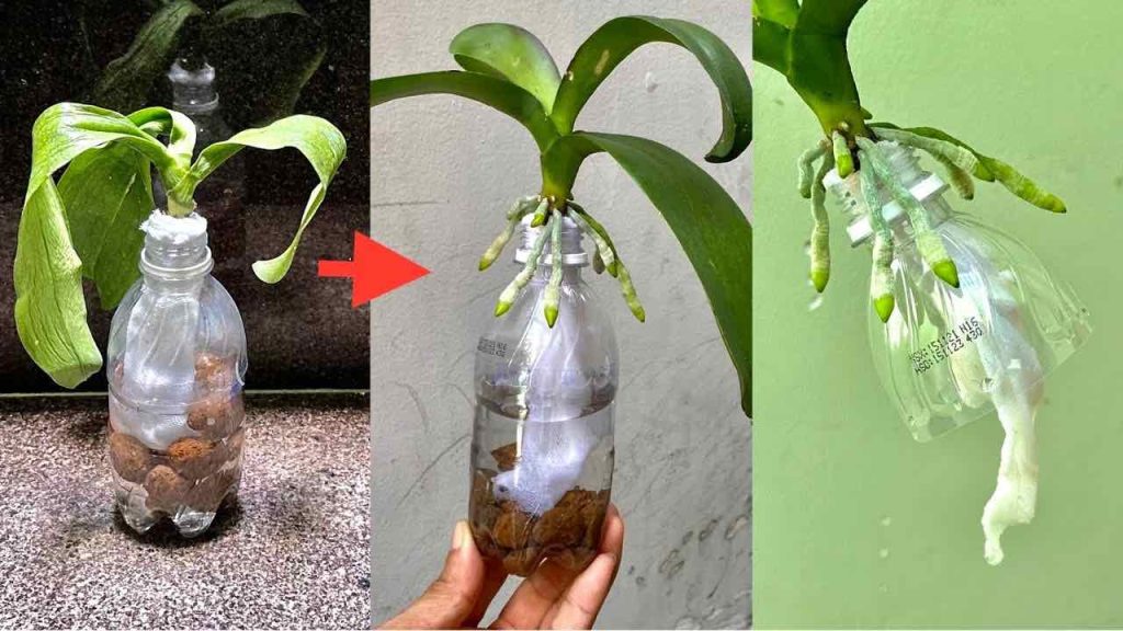 Si hace esto, ya no tendrá que preocuparse más por revivir una orquídea sin raíces.