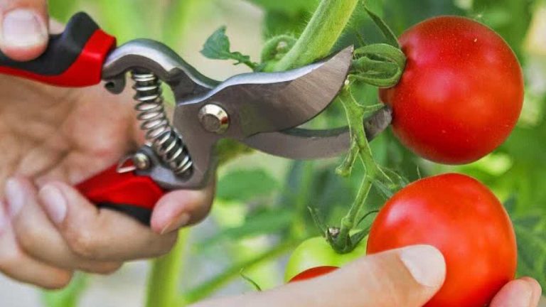 Si usted hace esto, producirá tomates en abundancia; incluso los vecinos querrán saberlo.