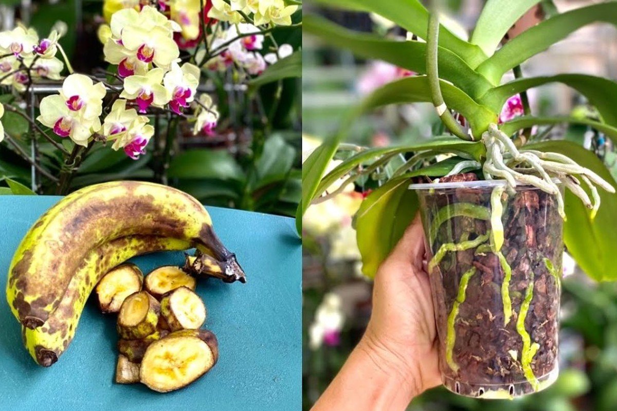 Si no conoce este método, hágalo ahora | ¡Cómo conseguir una floración exuberante de orquídeas!