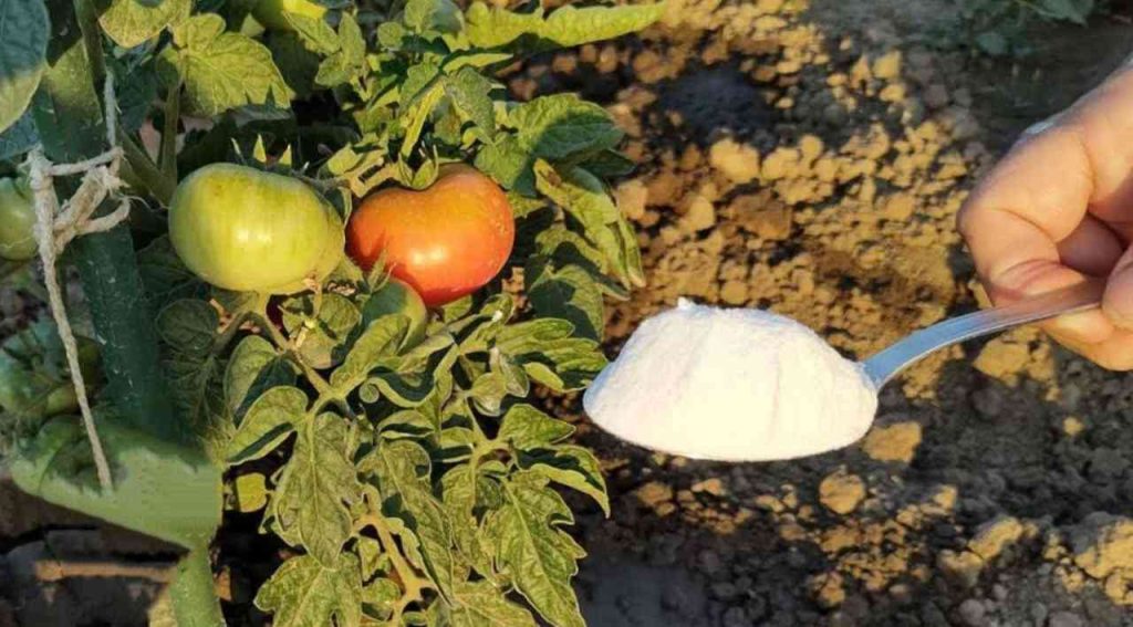 Si desea una cosecha abundante, viértalo sobre los tomates y pepinos del huerto: es una salvación.