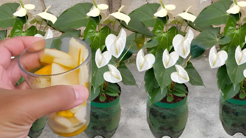 No lo tire más, vale oro para las plantas: crecen durante unos diez años.