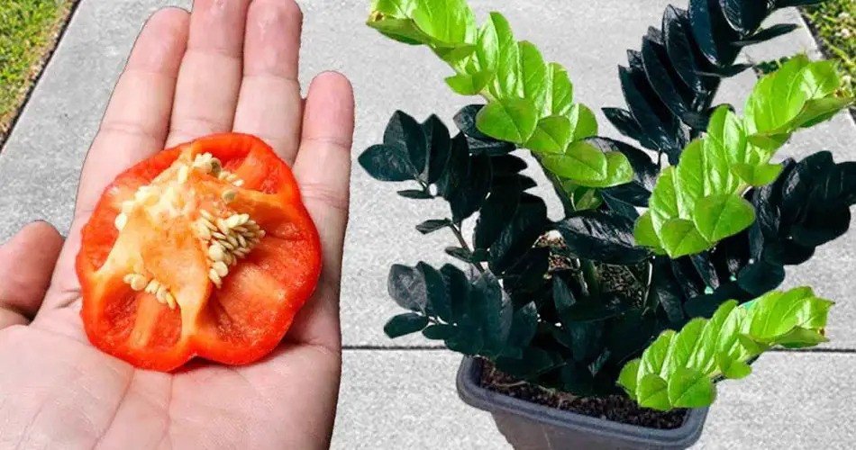 No lo tire, es oro para las plantas: verá cómo crecen visiblemente.