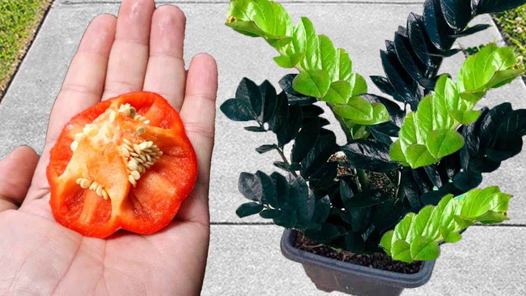 No lo tire, para las plantas vale su peso en oro: verá cómo crecen hasta donde alcanza la vista.