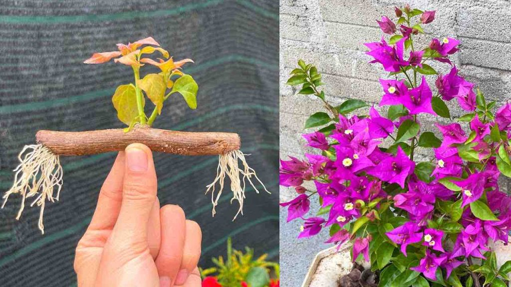 Cómo propagar esquejes de buganvilea en el balcón o en el jardín: el método infalible