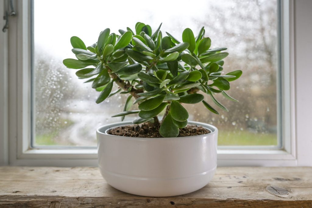 Cómo cultivar Crassula ovata: consejos para el cuidado de la «planta del dinero»