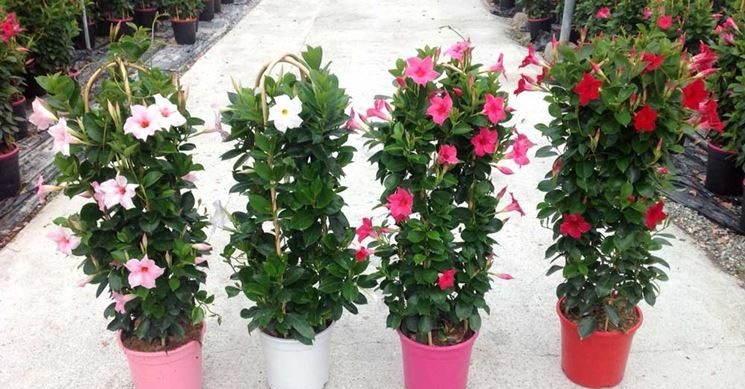 Cómo cultivar la dipladenia: consejos para cuidarla y hacerla florecer