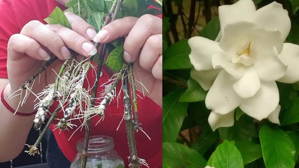Cómo reproducir gardenia o jazmín indefinidamente: el secreto de los floristas sale a la luz