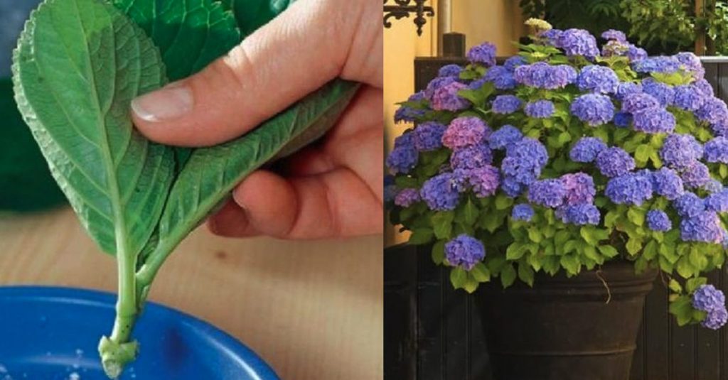 Cómo cultivar hortensias en maceta o en el jardín: consejos de cuidado