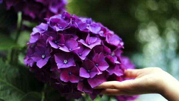 Cómo cultivar hortensias en macetas o en el jardín para que siempre estén llenas de flores coloridas