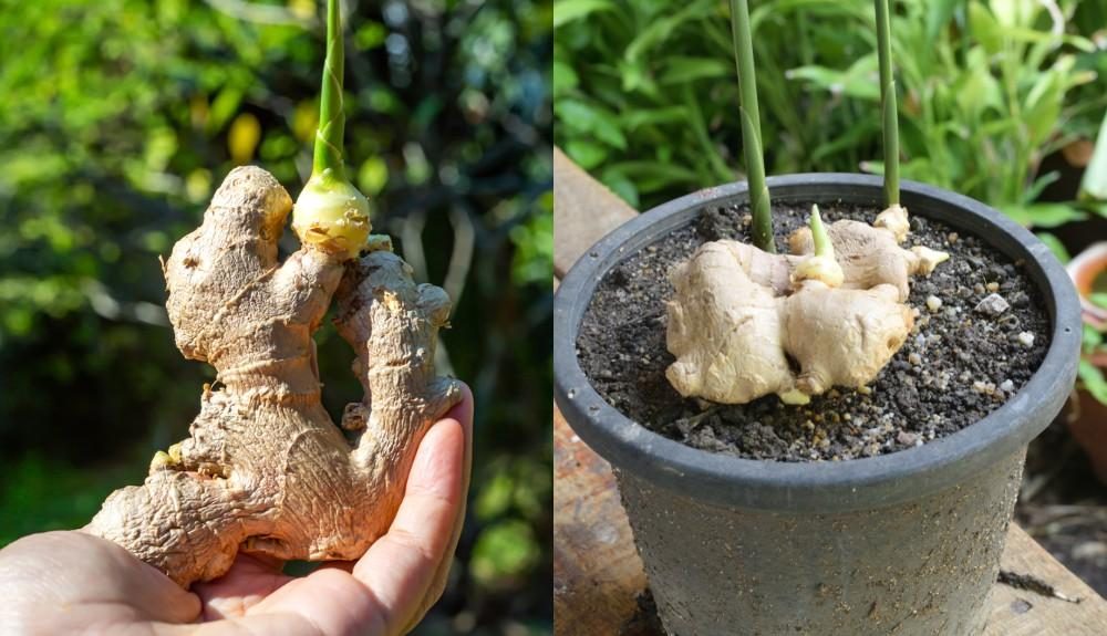 Cómo cultivar jengibre en casa: el método sencillo y eficaz