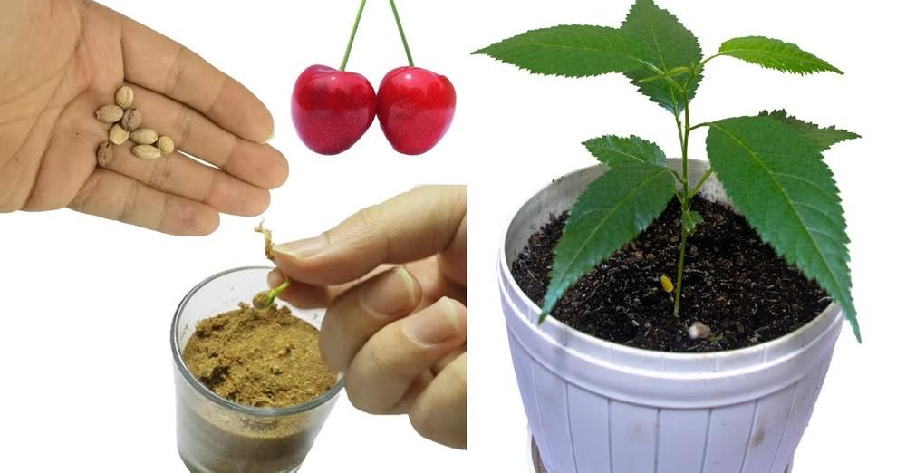 Cómo cultivar cerezos en casa a partir de las cerezas: todos los secretos