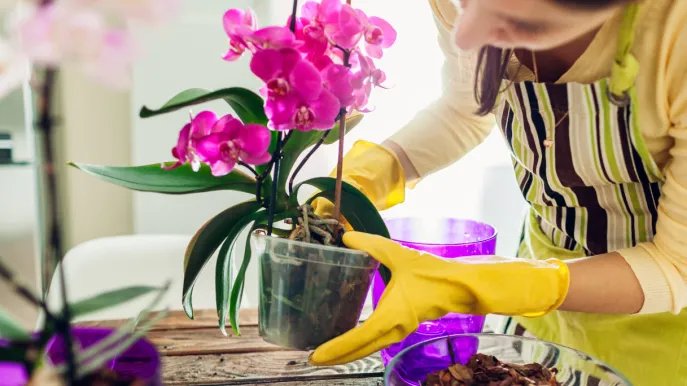Cómo regar las orquídeas: el truco de la leche es genial