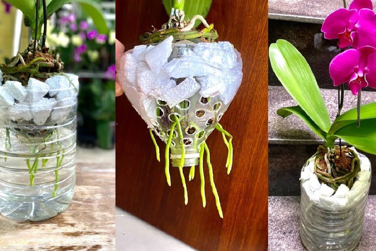 Cómo cultivar orquídeas | Descubra el método de vapor | Se enraízan rápidamente y florecen durante mucho tiempo