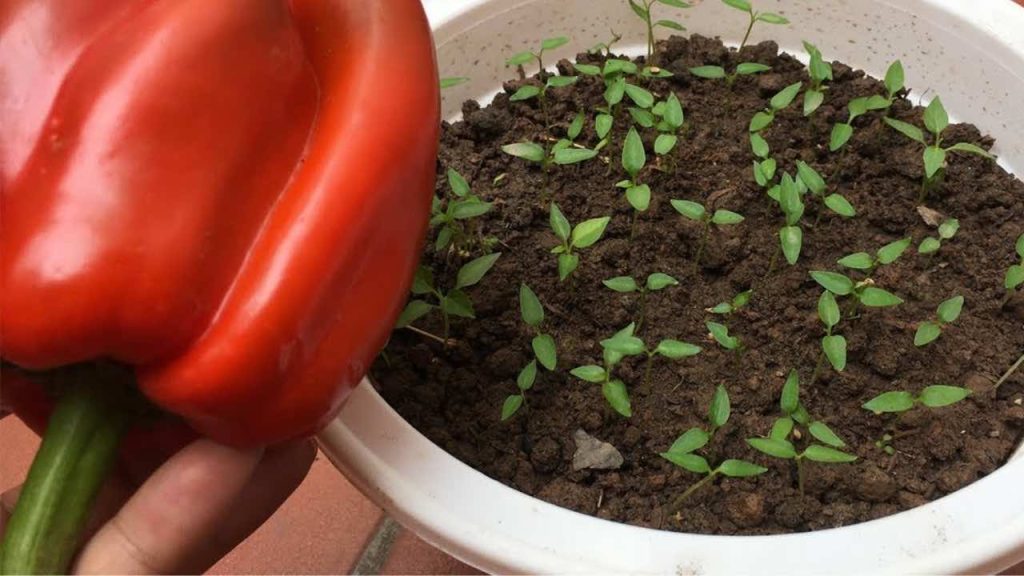 Cómo cultivar pimientos en casa: el secreto de una producción abundante