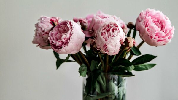 Cómo cultivar la peonía: el símbolo floral del romanticismo