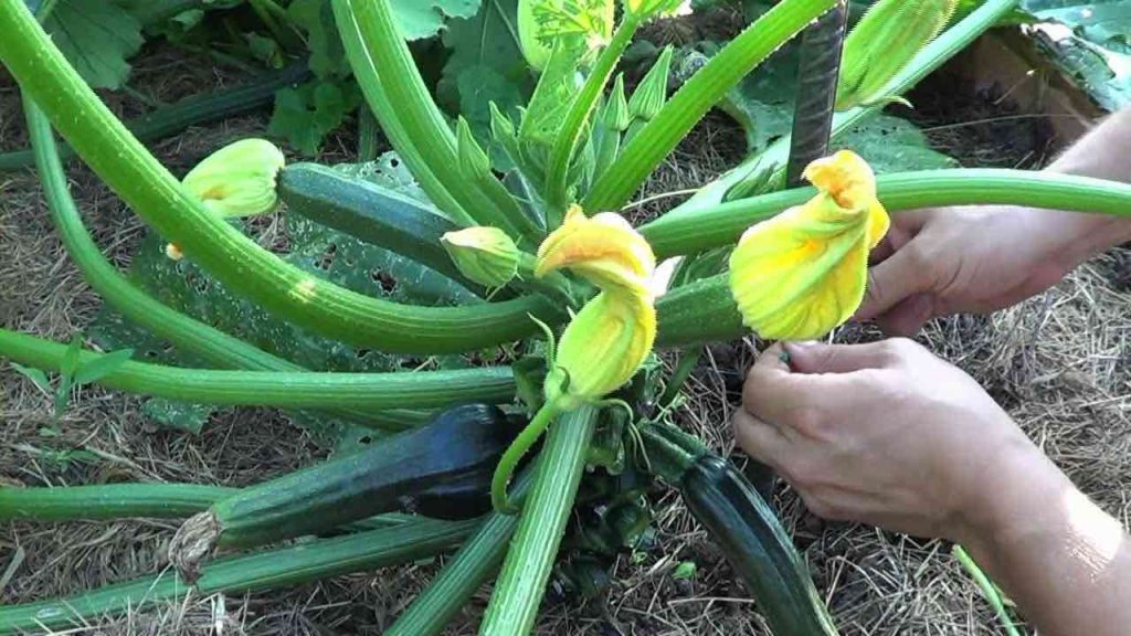 Cómo podar calabacines en el jardín para obtener una cosecha abundante: el método infalible de los agricultores