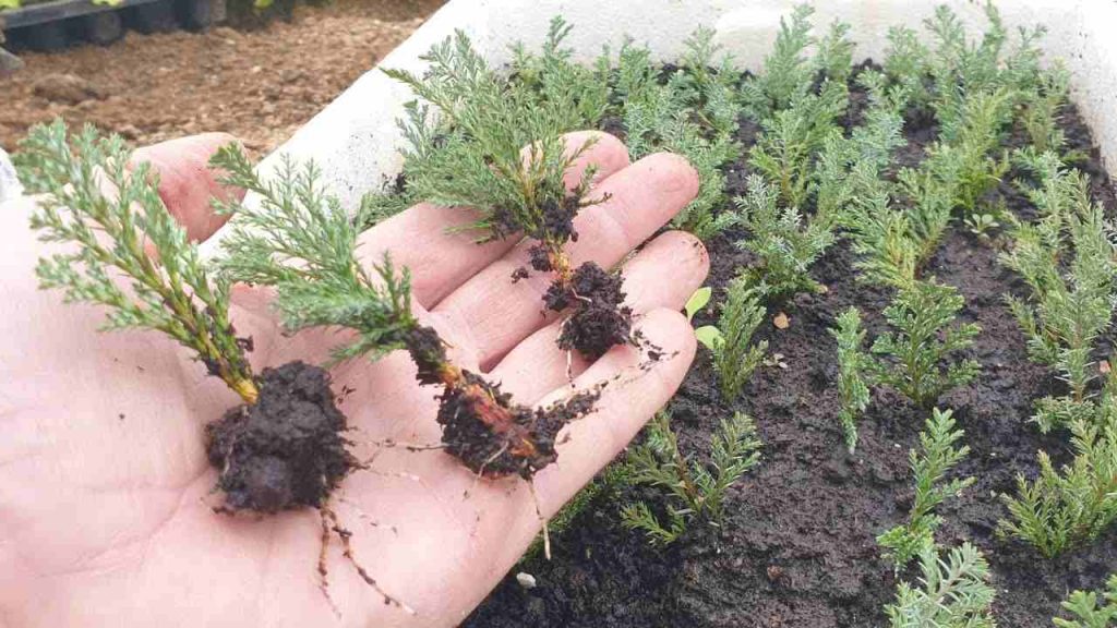 Cómo multiplicar cipreses y tuyas de forma sencilla: aquí está la técnica de los jardineros