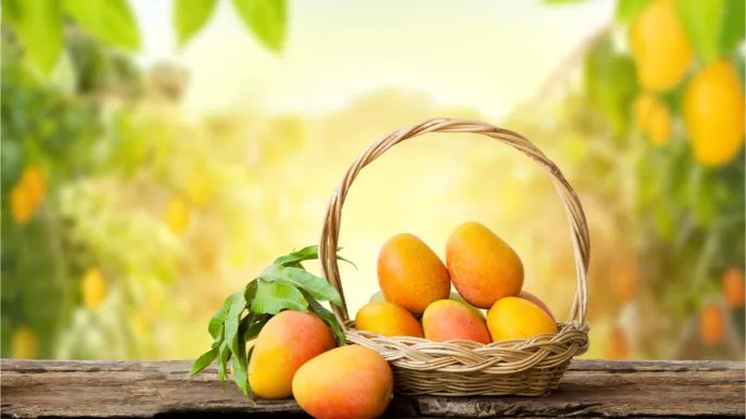 Cómo plantar y cultivar un mango