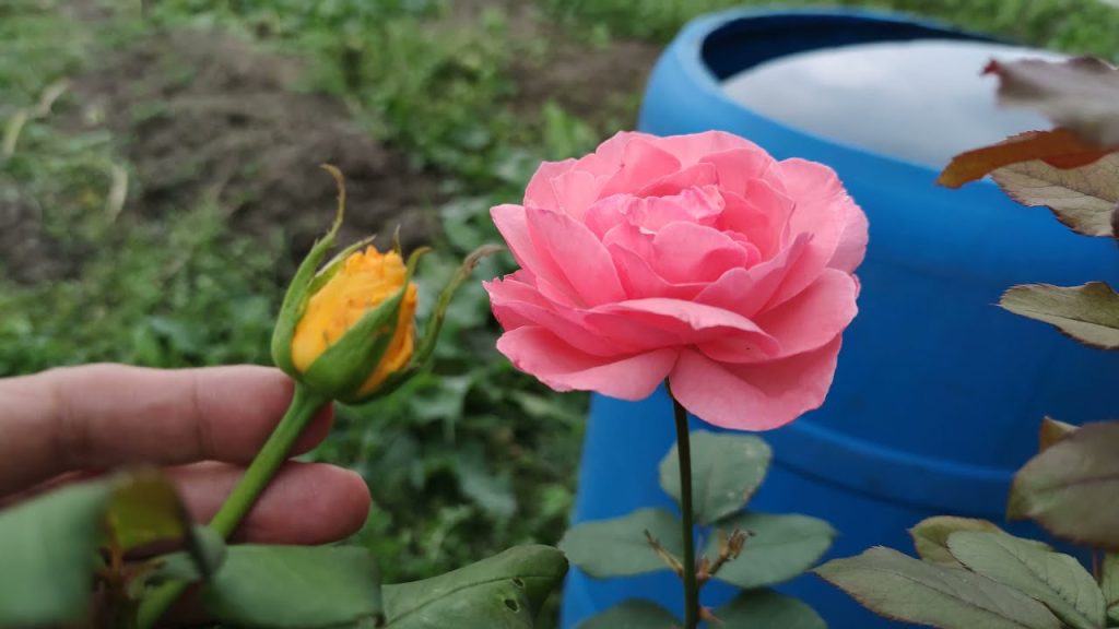 Cómo injertar una rosa en otra variedad: el truco por fin revelado
