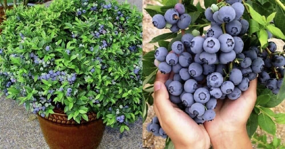 Cómo cultivar una plántula a partir de un arándano: el tutorial