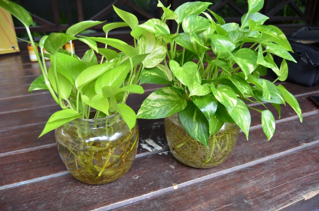 Cómo cultivar en hidroponía: cómo trasladar plantas de la tierra al agua sin errores