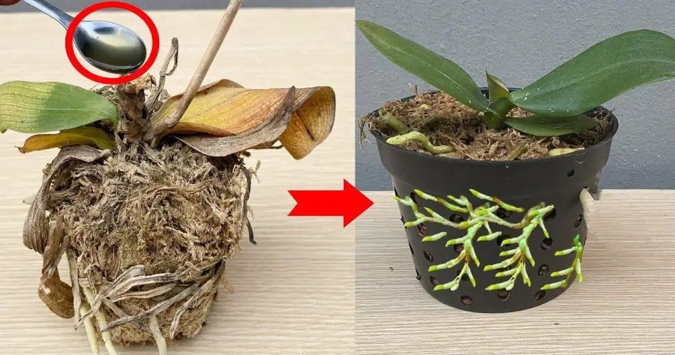 ¡Remedio milagroso que revive al instante las orquídeas podridas!