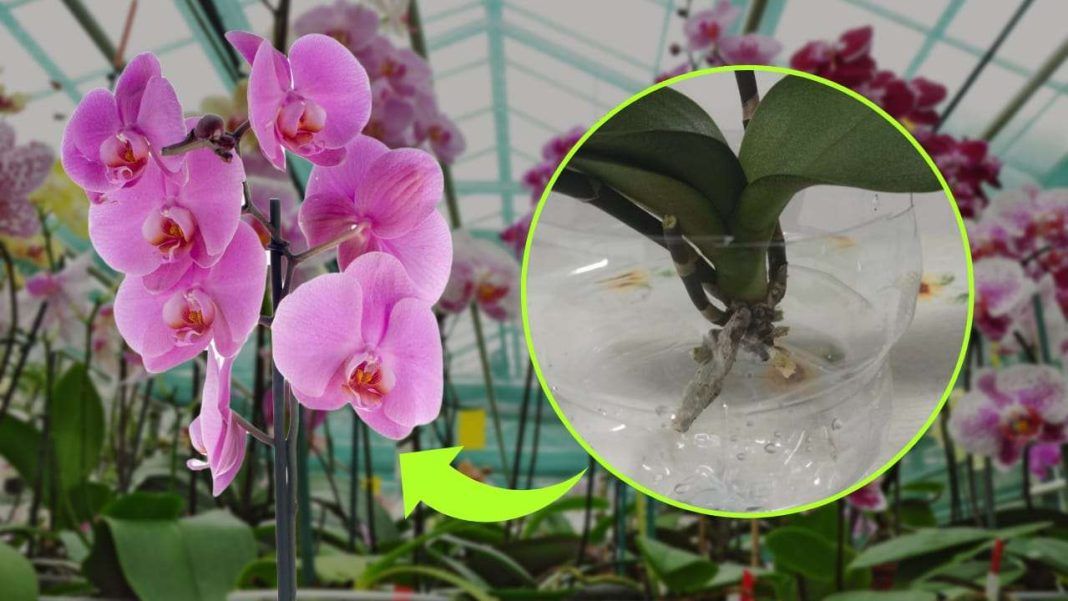 Orquídea sin raíces, el secreto para revivirla en solo unos días: cómo lo hacen los jardineros