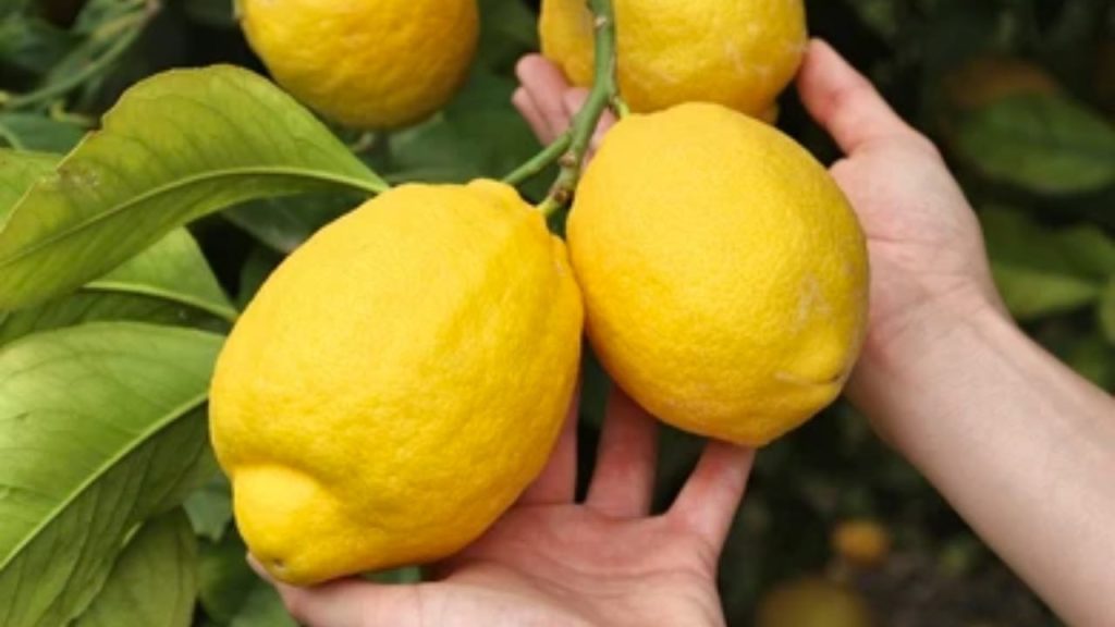 Limones siempre enormes y jugosos según la antigua técnica campesina: pruébalos ahora