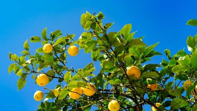 Planta de limón: Cómo cultivarla en macetas y tener siempre cítricos frescos y fragantes