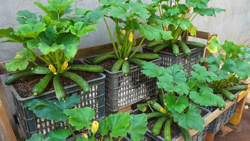 Calabacines: así los cultivas en casa para lograr una cosecha abundante y exuberante