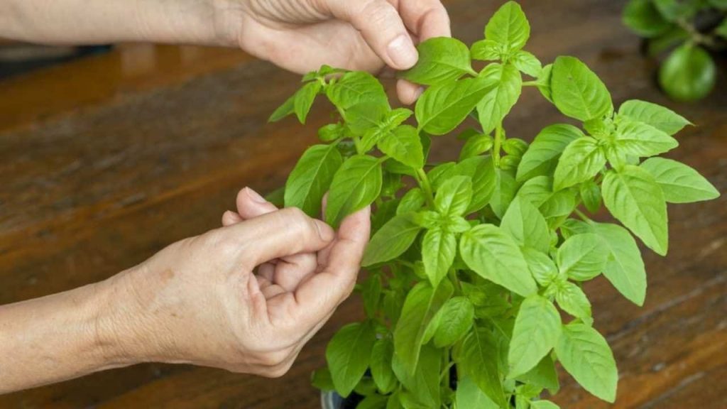 Nunca arranque las hojas de la planta de albahaca de esta manera: las hará morir de inmediato.