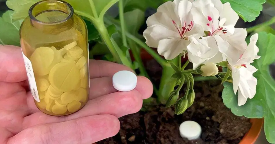 Con 1 tableta basta para hacer florecer cualquier planta de interior: revive al instante.